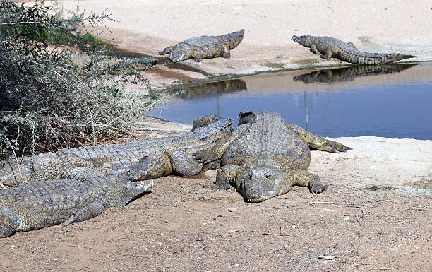 istock Nile crocodiles tumescere Farm 472686438