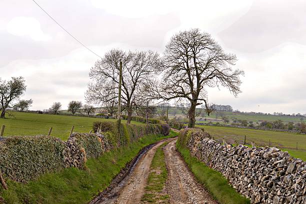 Two Trees Ahead stock photo