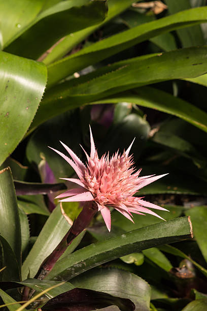 istock close up of pink bromeliad flower head 472687356