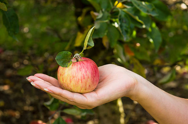 ilha sauvie pomar de macieiras - maçã braeburn imagens e fotografias de stock