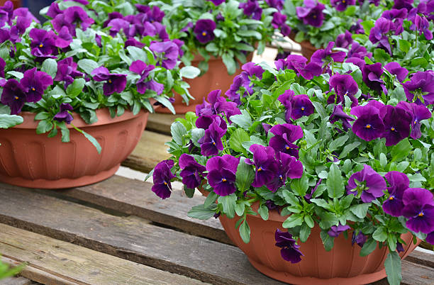 istock Pots of purple pansies 472688784