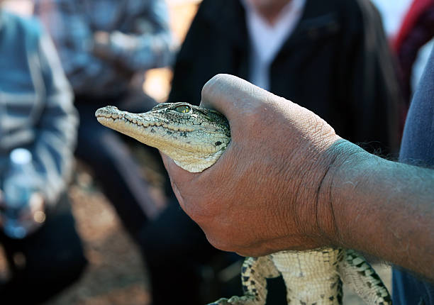 istock Demonstration of a small crocodile 472688840
