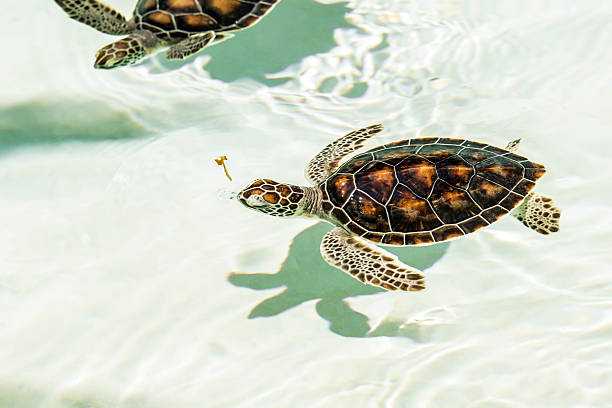 istock Cute endangered baby turtles 472689260
