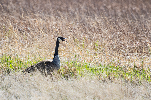 Canada Goose calling to another goose close by as she stands in tall grass at Freezeout Lake in western Montana.