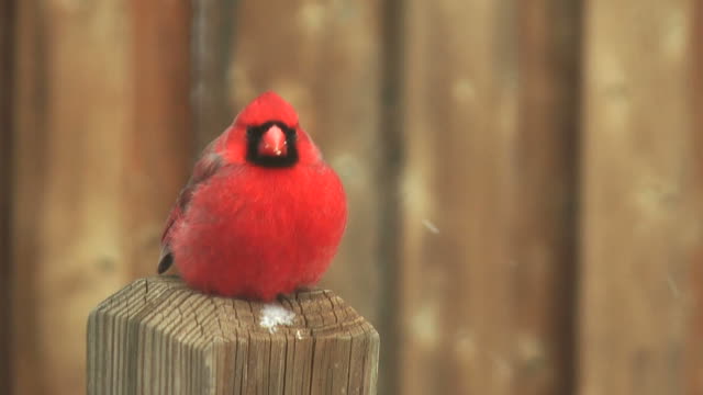 Cardinal On Post