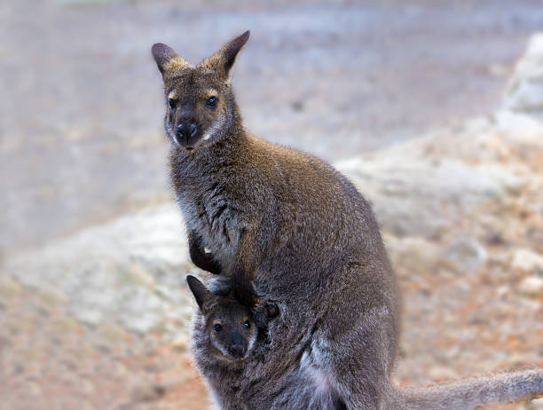 istock Young kangaroo in it's mother's marsupial 472690270