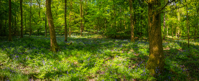 Dappled sunlight filtering through the leafy green canopy of this tranquil woodland to the fern fronds unfurling and delicate bluebell wildflowers growing in the warm spring air. ProPhoto RGB profile for maximum color fidelity and gamut.