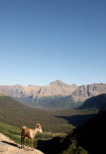 толсторог, озу, овца, ovis canadensis, национальный парк глейшер - montana british columbia glacier national park mountain mountain range стоковые фото и изображения