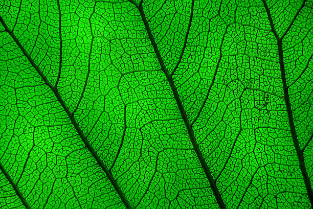 istock Wood leaf - skeleton against the light 472691938
