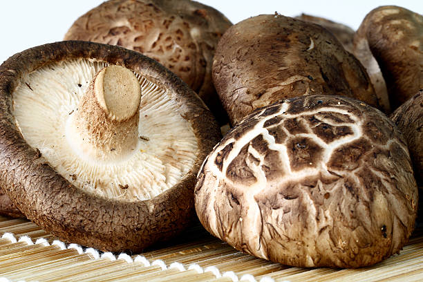 표고버섯 - 자주졸각버섯 뉴스 사진 이미지