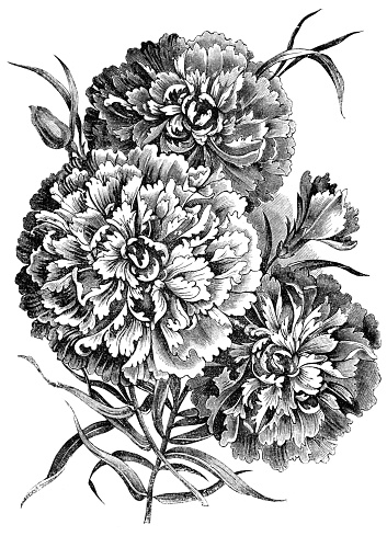 Engraved illustration of  carnation flowers 
