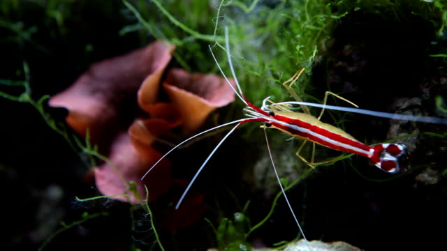 Scarlet Skunk Cleaner Shrimp