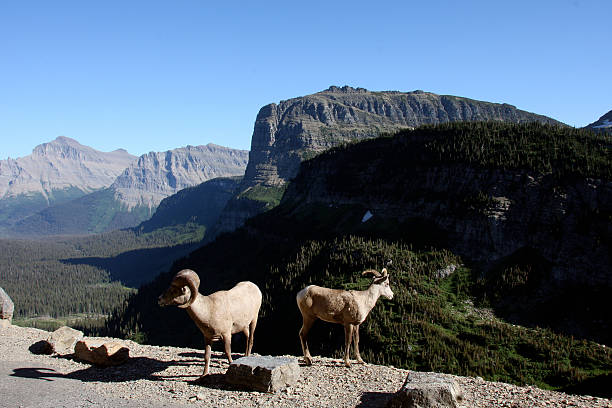 dickhornschafe, ram, mutterschaf, ovis canadensis, glacier national park - montana british columbia glacier national park mountain mountain range stock-fotos und bilder