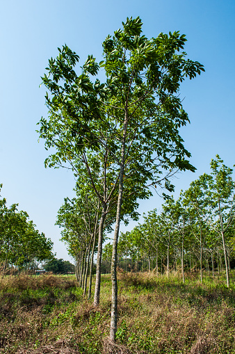 rubber plantation with blue sky background.