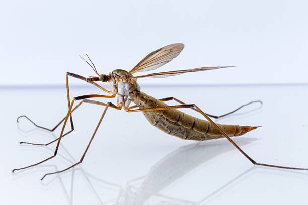 istock garden insect close up macro 472694720