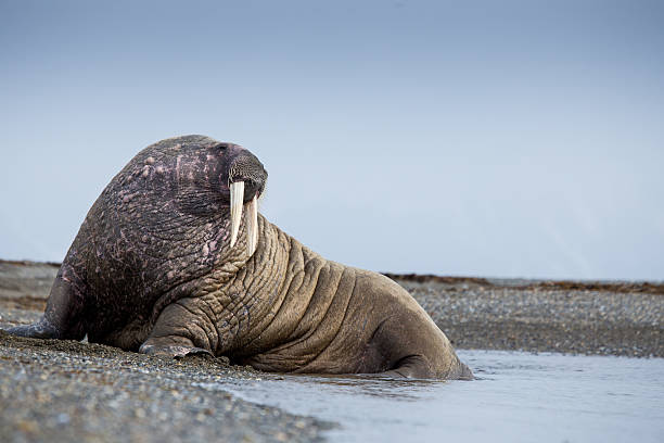 tricheco mammifero disteso su una spiaggia di svalbard - tricheco foto e immagini stock