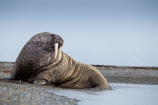 Walrus mammals on a beach in Svalbard in the Norwegian Arctic area