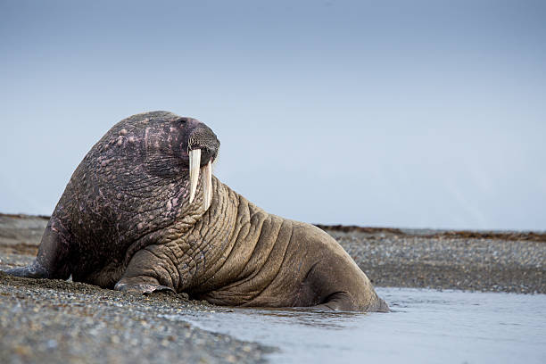 walrus mammal lying on a beach in Svalbard Walrus mammals on a beach in Svalbard in the Norwegian Arctic area walrus photos stock pictures, royalty-free photos & images