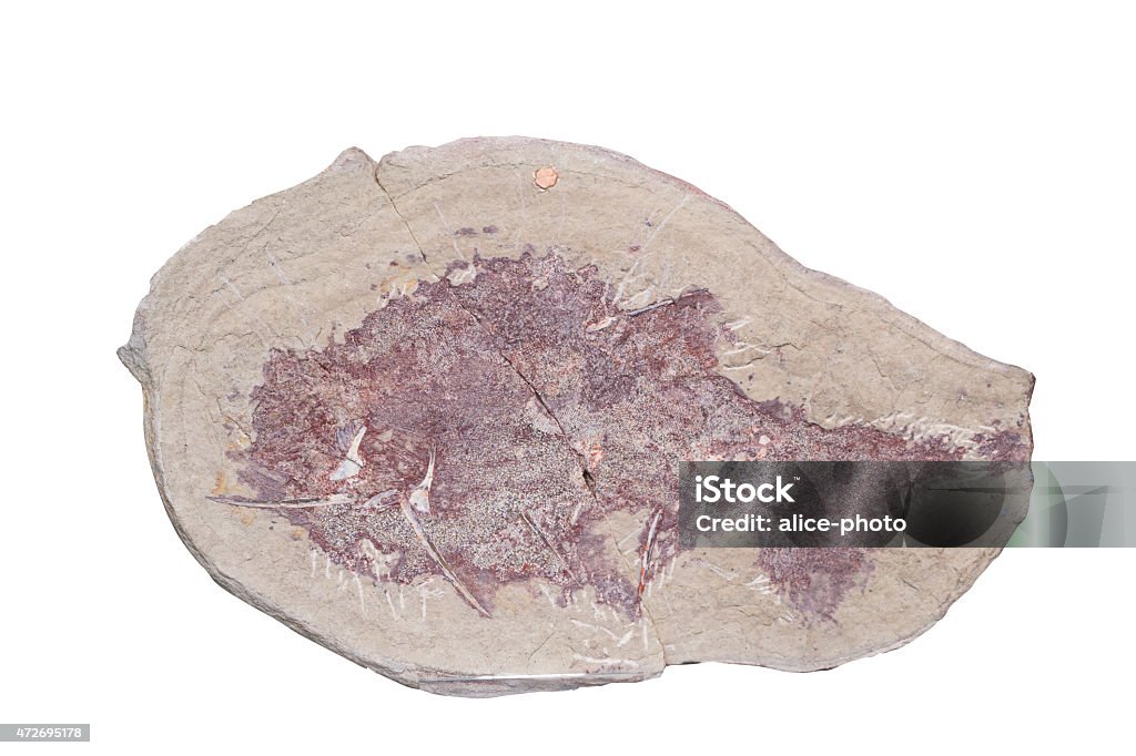 Fossil on white background with clipping mark Sony A7, light with flash.ammonite fossil embedded in stone 2015 Stock Photo