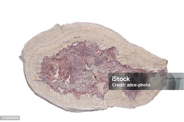 Fossil On White Background With Clipping Mark Stock Photo - Download Image Now - 2015, Ammonite, Animal