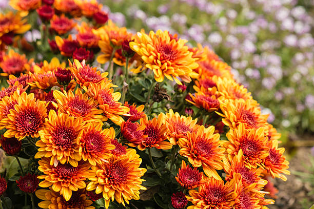 istock cluster of orange chrysanthemum flowers 472695200
