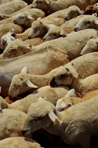 A flock of sheep viewed from above.