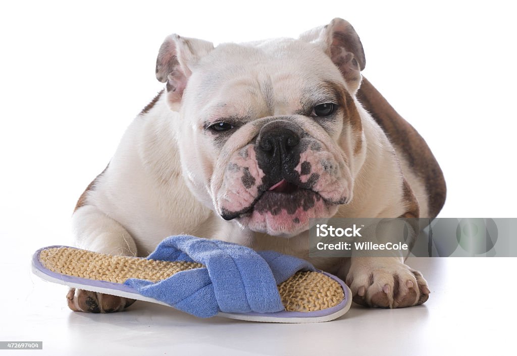 puppy chewing slipper puppy chewing on slipper with funny expression on white background 2015 Stock Photo