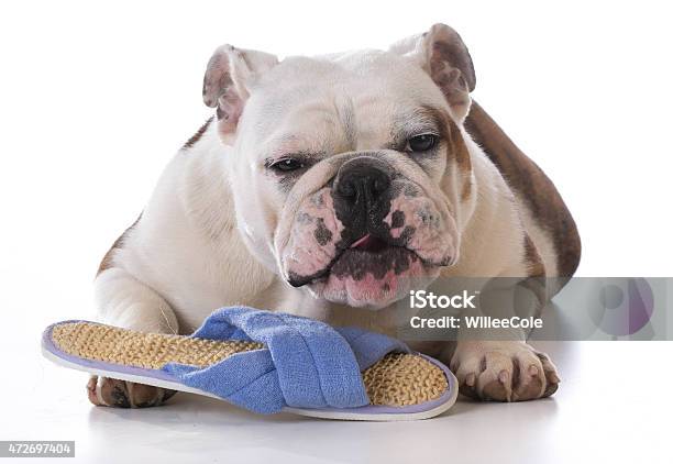 Puppy Chewing Slipper Stock Photo - Download Image Now - 2015, Animal, Animal Tricks