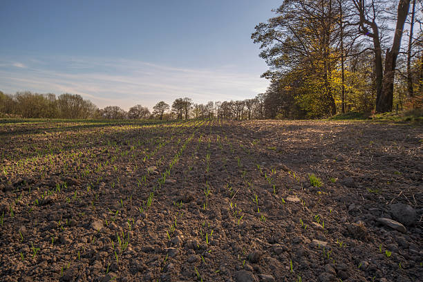 istock seedlings growing in a farm 472697726