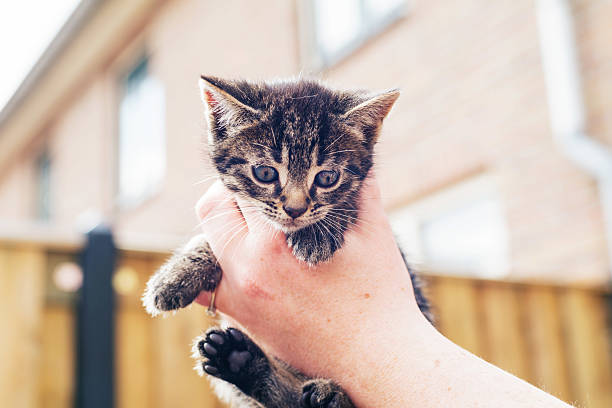 istock Man holding up a tiny grey kitten in his hand 472698350
