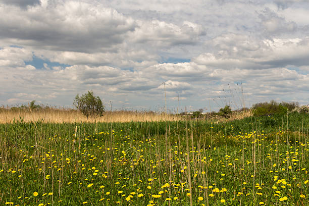 istock Meadow with yellow dandelions 472699080