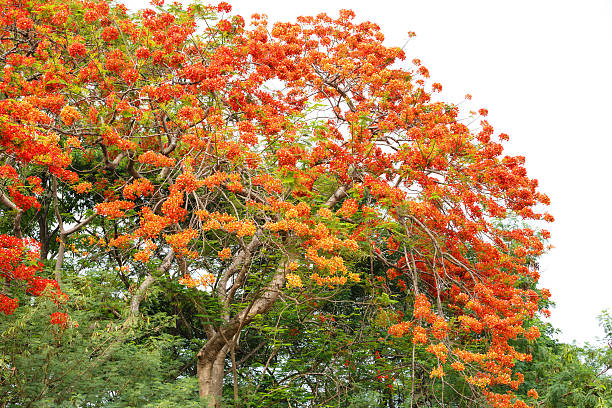 istock Caesalpinia pulcherrima flower 472701324