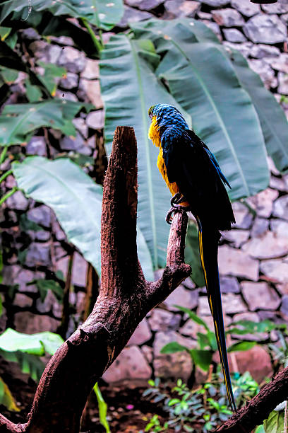 Gold And Blue Macaw (Ara Arauna) Gold And Blue Macaw (Ara Arauna) ara arauna stock pictures, royalty-free photos & images