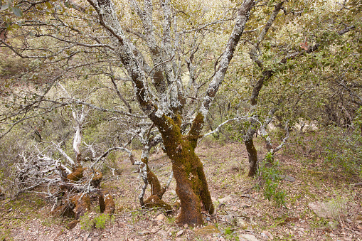 Árbol de hoja caduca Bosque en otoño tiempo en Cabaneros park, España photo