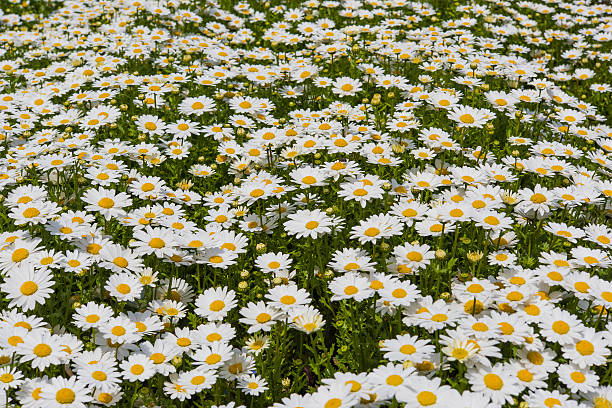 flower background, daisy field, daisy texture stock photo