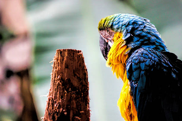 Gold And Blue Macaw (Ara Arauna) Gold And Blue Macaw (Ara Arauna) ara arauna stock pictures, royalty-free photos & images