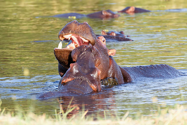 istock Two fighting young male hippopotamus Hippopotamus 472703878