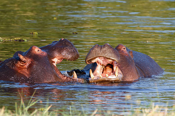 istock Two fighting young male hippopotamus Hippopotamus 472703894