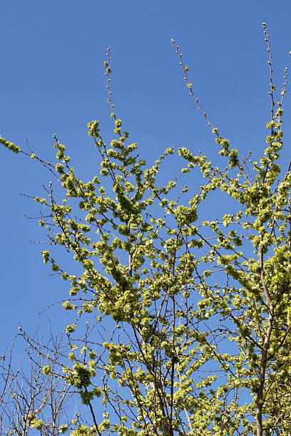 Green seeds of wych elm Ulmus glabra in spring Wych elm is one of those trees whose flowers appear early in the year, when the branches are still bare. Later, in spring, the red-dotted seeds become prominent, being so numerous that they give the appearance of being leaves. The seeds will not be ripe until June.  It is likely that this young wych elm was planted by the conservators of Mitcham Common in Surrey, where this photo was taken. wych elm stock pictures, royalty-free photos & images