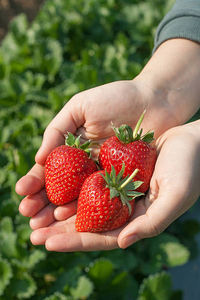 istock Ripe strawberry in hand. 472704676