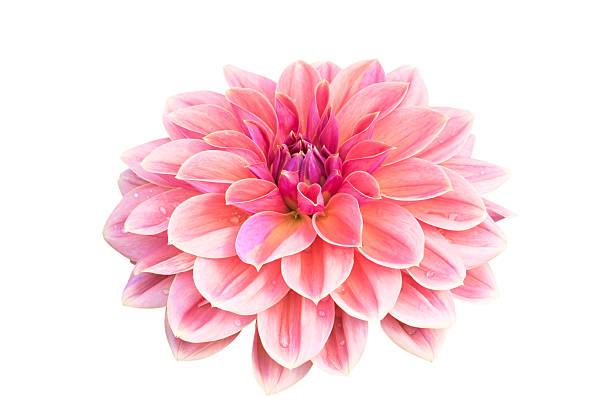 istock Dahlia flower isolated on white 472704684