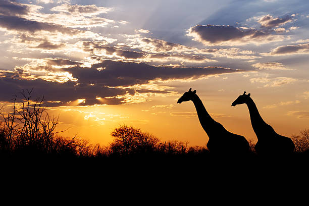 istock sunset and giraffes in silhouette in Africa 472704772