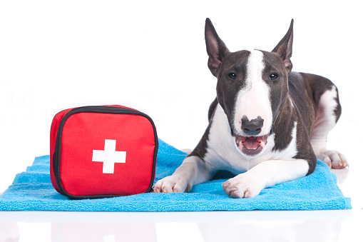 Cute dog with first aid kit isolated