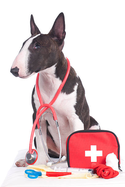 istock Cute dog with first aid kit 472705020
