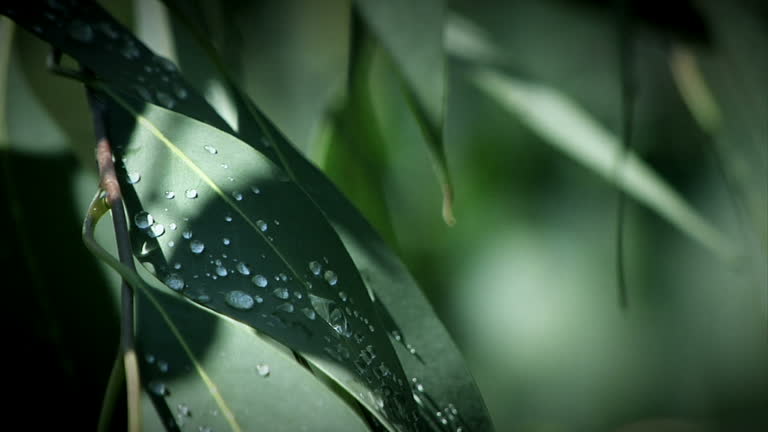 Eucalyptus trees