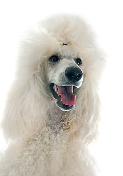 blanc caniche standard - standard poodle photos et images de collection