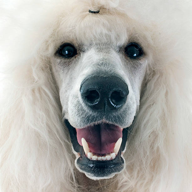 biały sztandar poodle - standard poodle zdjęcia i obrazy z banku zdjęć