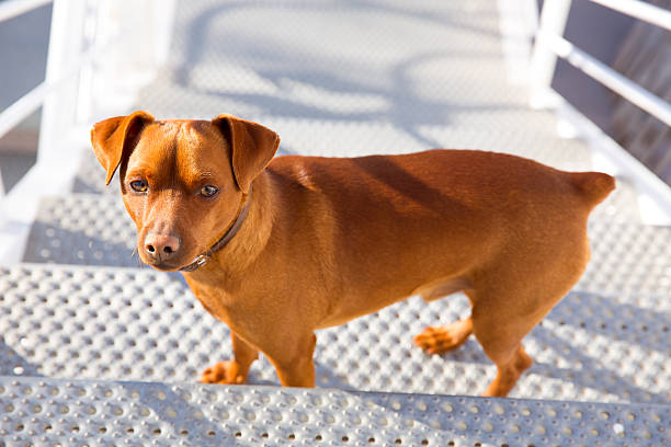 istock Brown dog climbing stais posing looking at camera 472705976