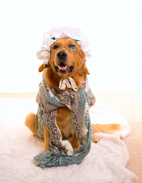 istock Wolf dog dressed as grandma golden retriever 472707236
