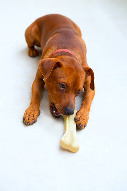 istock browin mini pinscher dog eating a bone 472707238